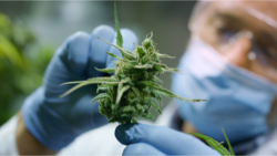 marijuana with scientist