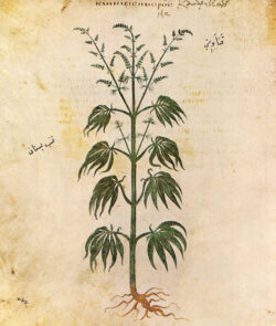 Ancient Drawing of Cannabis Plant