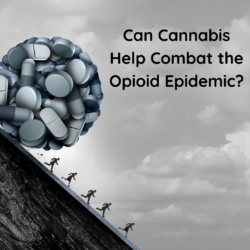 Cannabis is safer than opioids