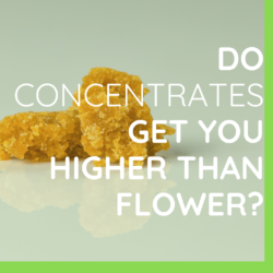 Do Concentrates Get You Higher Than Flower?