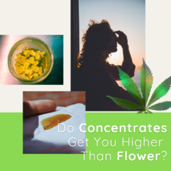 Do Cannabis Concentrates Get You Higher Than Flower?