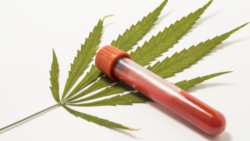 Blood Test for Cannabis or Weed