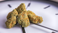 weed on a clock to represent weed and daylight saving time