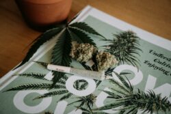 ground cannabis rolled up into a joint with two cannabis buds beside