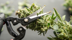 how to trim weed shown in an image