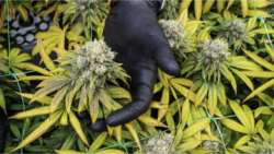How to Grow Weed – Jointly’s Guide to Growing Marijuana