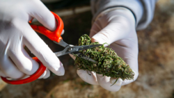picture of someone trimming cannabis flower