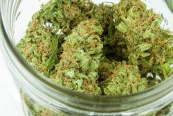 a zip of weed is an ounce of cannabis flower